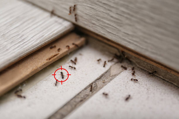 Best Wildlife Control Services  in Highlands Ranch, CO