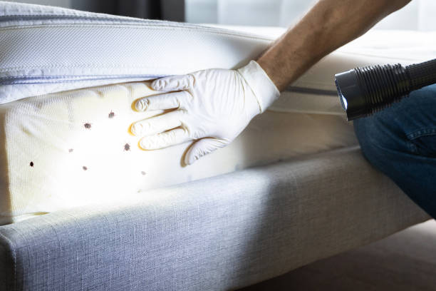 Best Termite Control Services  in Highlands Ranch, CO