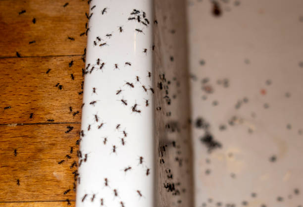 Best Pest Inspection Near Me  in Highlands Ranch, CO