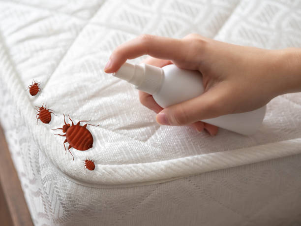 Best Wasp Removal Services  in Highlands Ranch, CO
